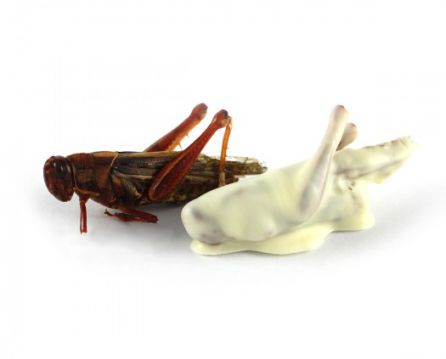 Grasshopper cuberto de branco chocolate