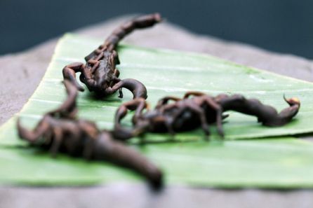 escorpiões com chocolate preto